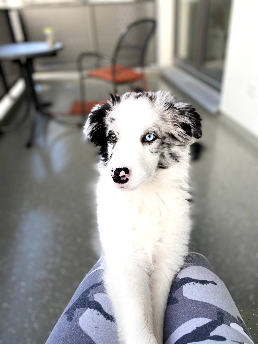 thegoodflo0f's tweet photo. Will u be my friend? 🥰 #dogsoftwitter https://t.co/S0Qlhb2tF0