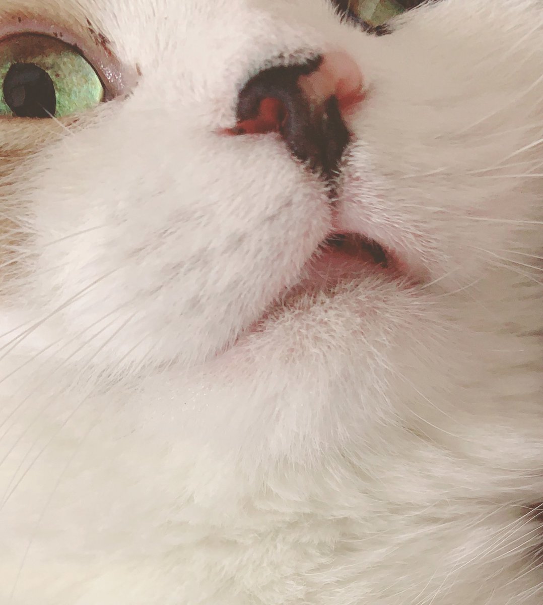 堀川千華 Horikawachika Twitter