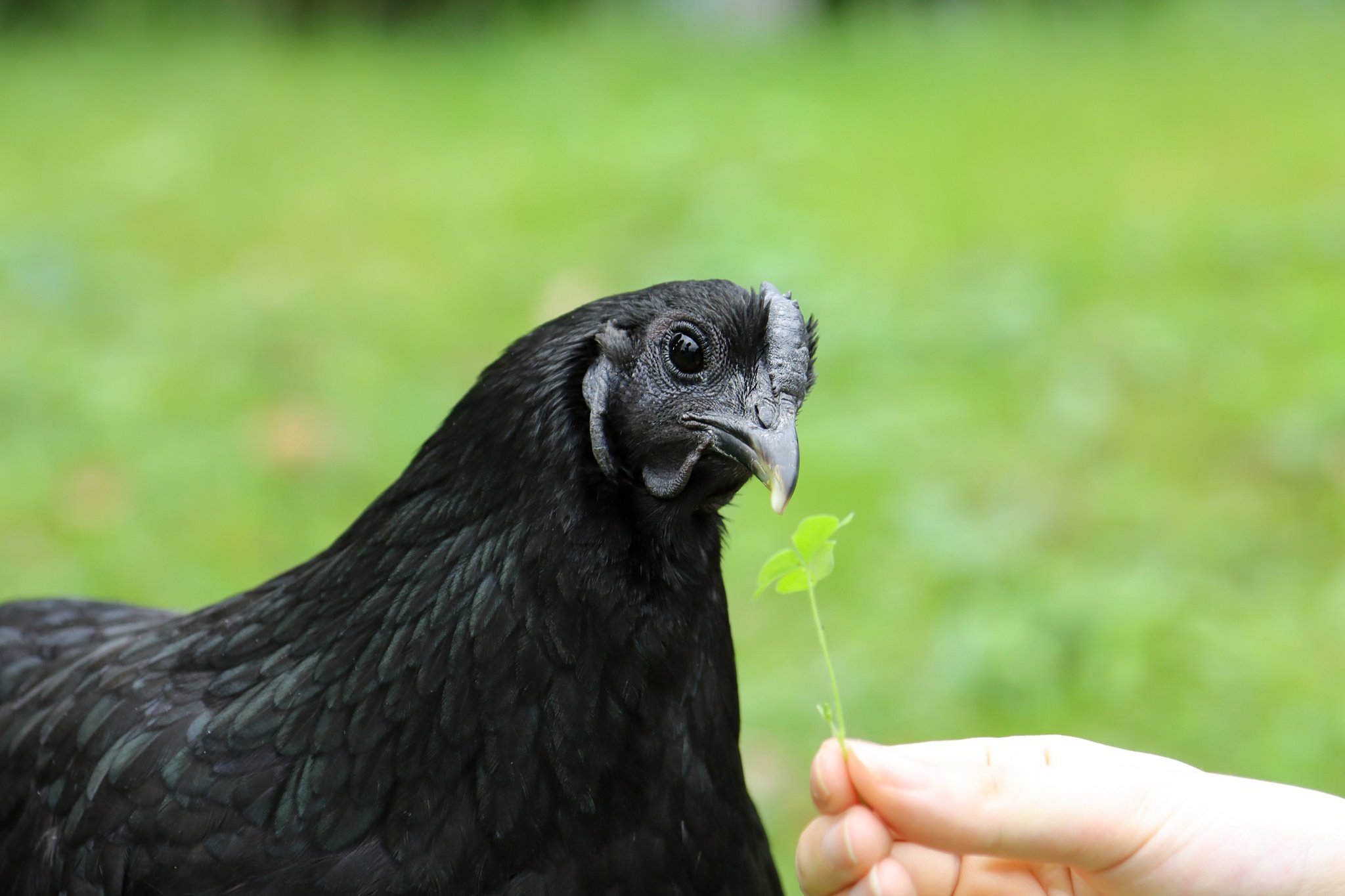 ニワトリは飼うと可愛い Twitter Search Twitter