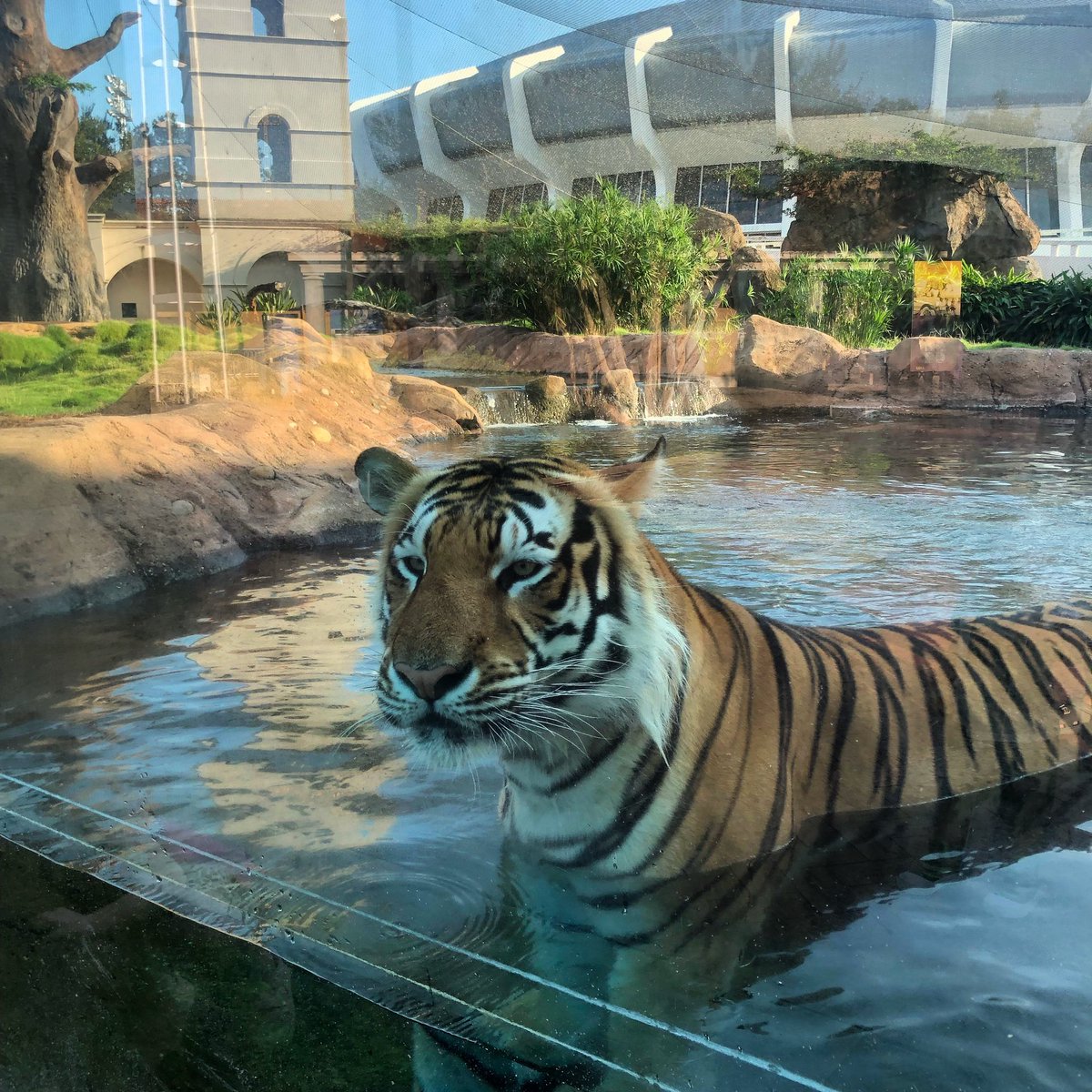 Looking forward to having things back to normal soon. Hang in there, Tigers!
