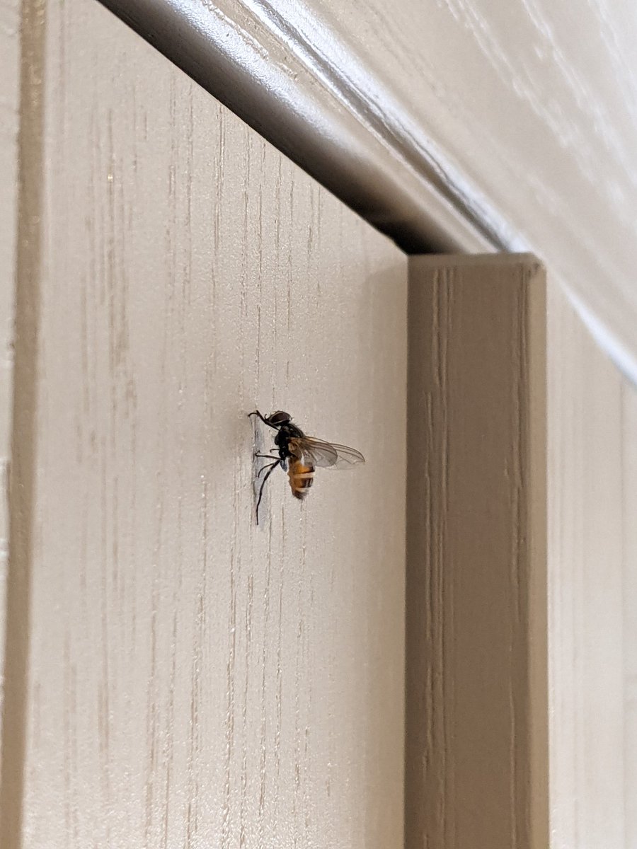 BOMaoileoin's tweet photo. This is a first. Normally I see these zombies out hanging off the tips of long grasses. 

But nope, this little fly carrying spores of entomopathogenic fungi made its way into the house and kicked the bucket on my kitchen press! 🪰🧟‍♂️ #killerfungi #insects #entomopathogens https://t.co/wOfKSbxwbm