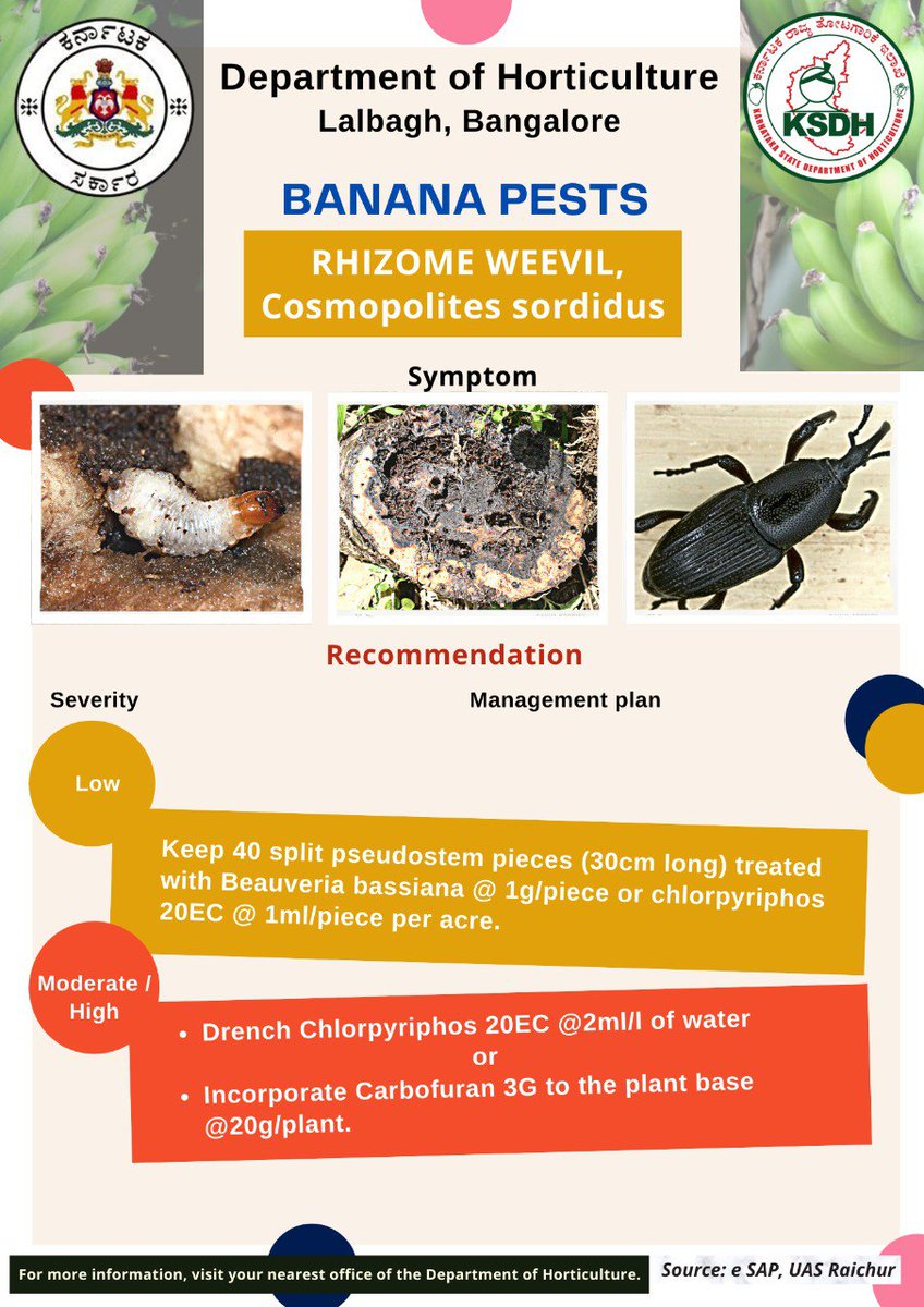 ರೈತ ಬಾಂಧವರೆ, ಬಾಳೆ ಬೆಳೆಗೆ ತಗಲುವ ಗಡ್ಡೆ ಕೊರೆಯುವ ಹುಳು, ಕಾಸ್ಕೋಪೊಲೈಟ್ಸ್ ಸಾರ್ಡಿಡಸ್ ಹಾನಿಯ ಲಕ್ಷಣಗಳನ್ನು ಗಮನಿಸಿ. ಕೀಟಬಾಧೆ ನಿವಾರಣೆಗೆ ತೋಟಗಾರಿಕಾ ವಿಜ್ಞಾನಿಗಳು ಶಿಫಾರಸ್ಸು ಮಾಡಿರುವ ಕ್ರಮಗಳನ್ನು ಅನುಸರಿಸಿ, ಬಾಳೆ ಬೆಳೆಯನ್ನು ರಕ್ಷಿಸಿ.

#horticulture #Banana #pests <a href="/CMofKarnataka/">CM of Karnataka</a> <a href="/MunirathnaMLA/">FcIix</a> <a href="/BSBommai/">Basavaraj S Bommai</a>