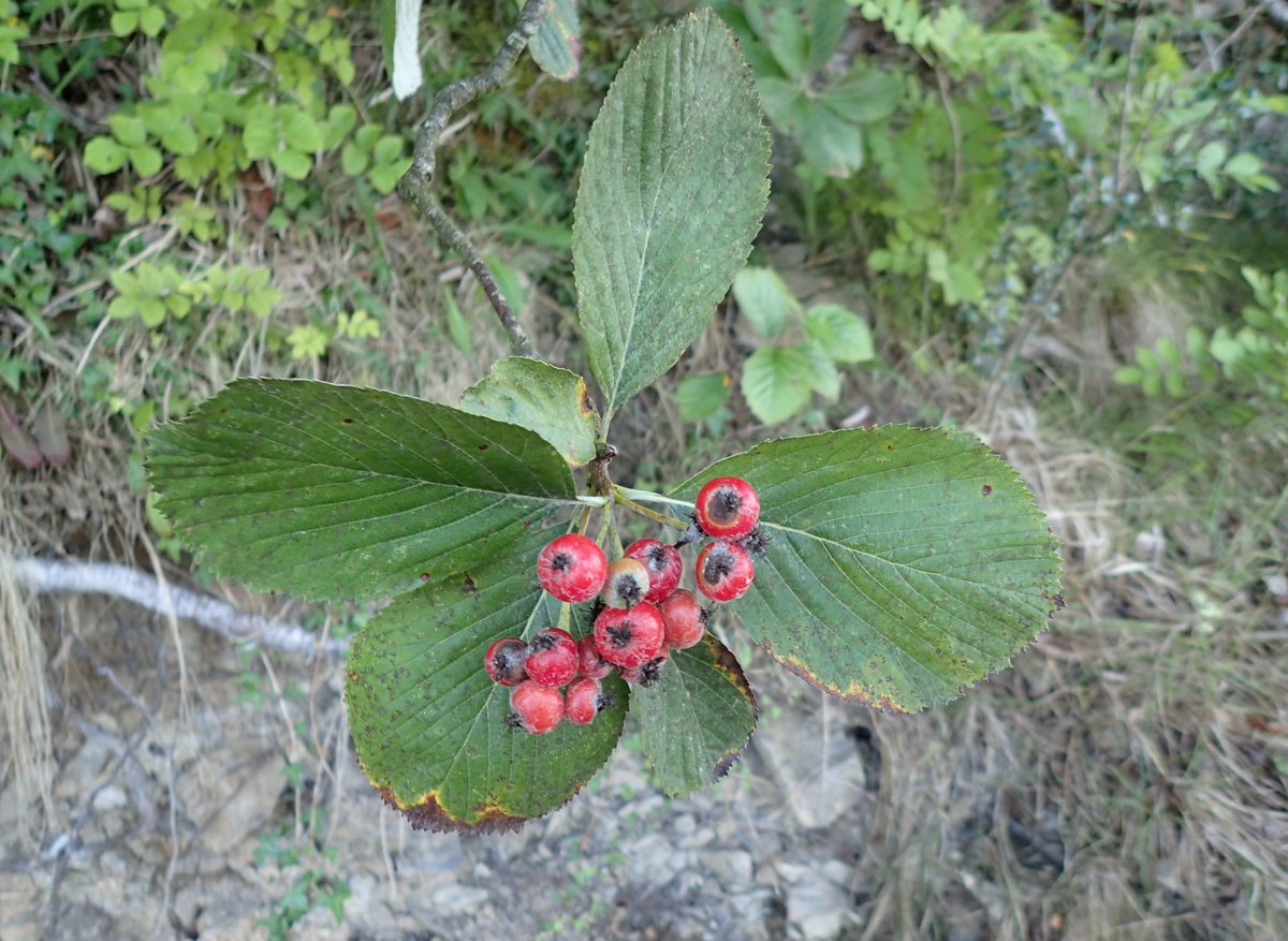 Robbie Blackhall-Miles tweet media