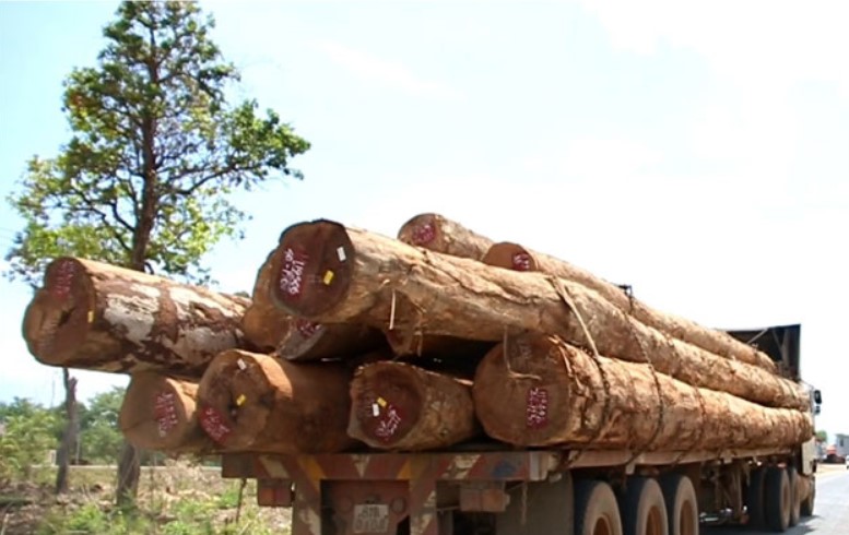 Fair bit of illegal and valuable timber seized outside Vientiane Laos and likely destined for export. Unclear if going public is the end of it. And while some will be auctioned, some has already been destroyed (not without local criticism) laotiantimes.com/2021/08/31/aut…