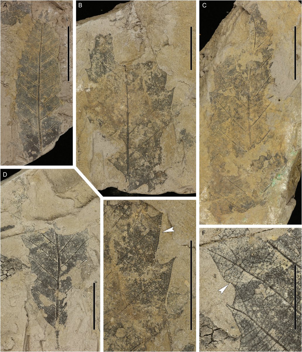 AsiaPaleofloras's tweet photo. #palynology #paleobotany #fossil #diversity #Fagaceae #Fagus #biogeography #plant #paleoflora
📝New Fagaceous #pollen #taxa from the #Miocene Søby #flora of #Denmark and their biogeographic implications 🇩🇰
🔗https://t.co/FgSeSEx3ls
◾️Denk & Bouchal | American Journal of Botany https://t.co/xdDok5QH7a