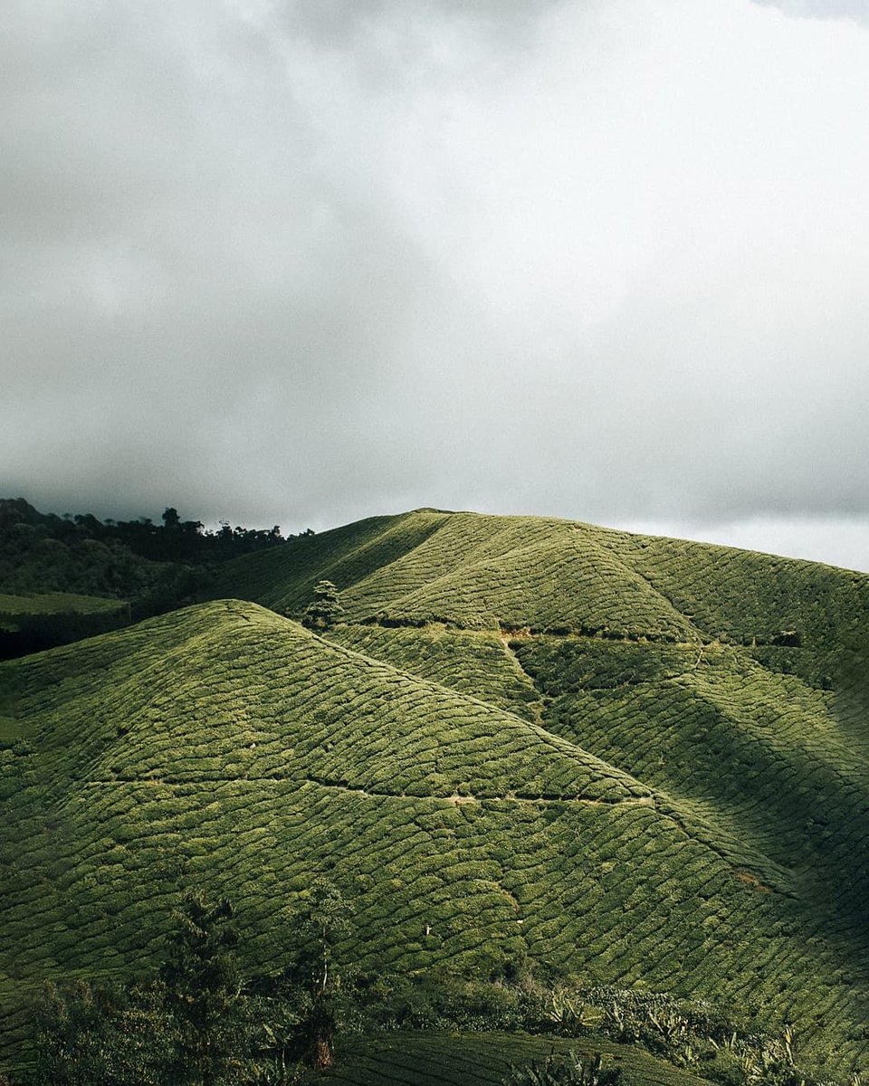 Remember this place when you're seeping your evening tea
Quest to all photography enthusiasts. This is your chance to win prizes worth RM 20,000. Your adventure awaits here  shorturl.at/knbgx
📍 Cameron Highlands, Pahang

📷 <a href="/stanimagez/">Stan</a>

#MalaysiaTrulyAsia #StaySafe