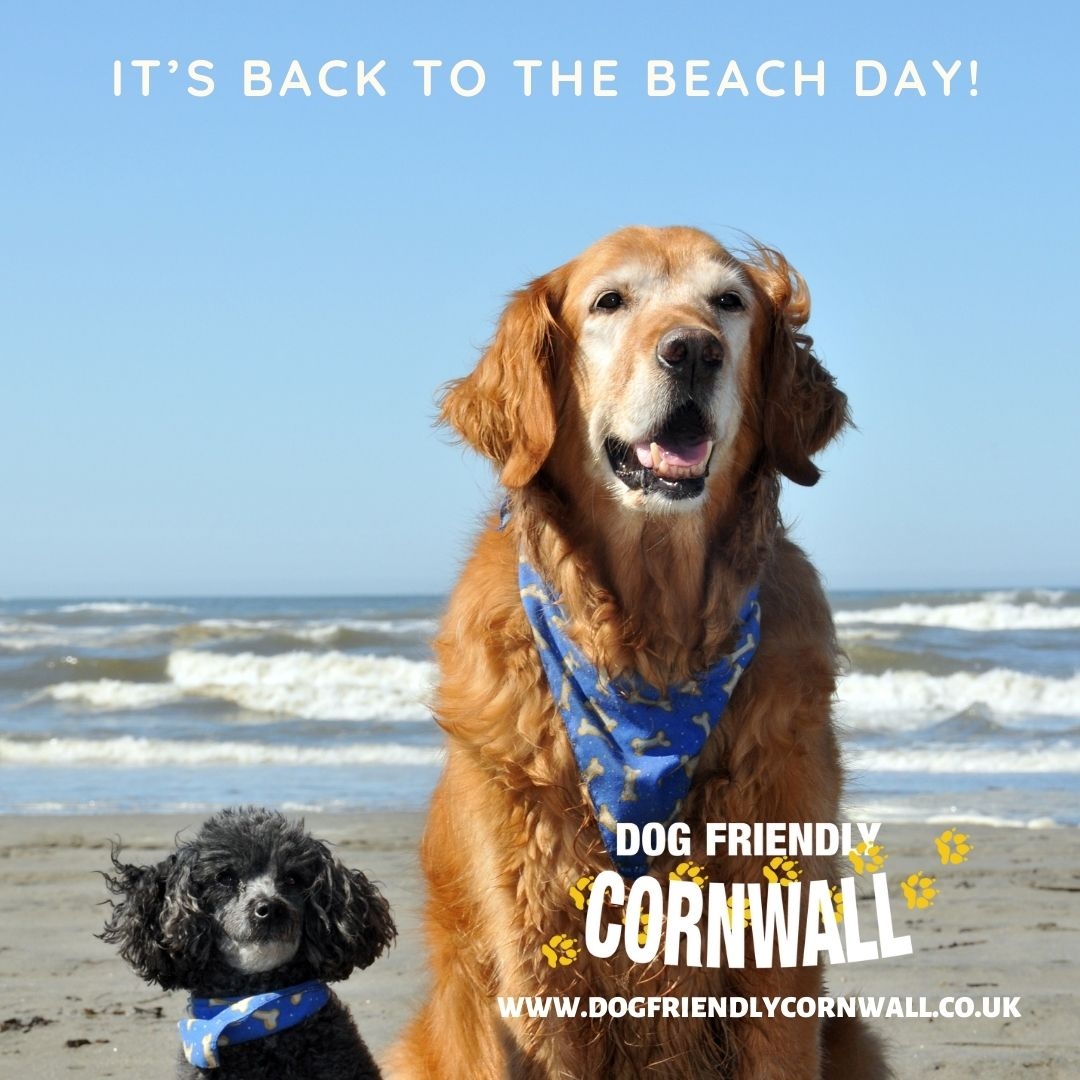 Dog Friendly Cornwall tweet media