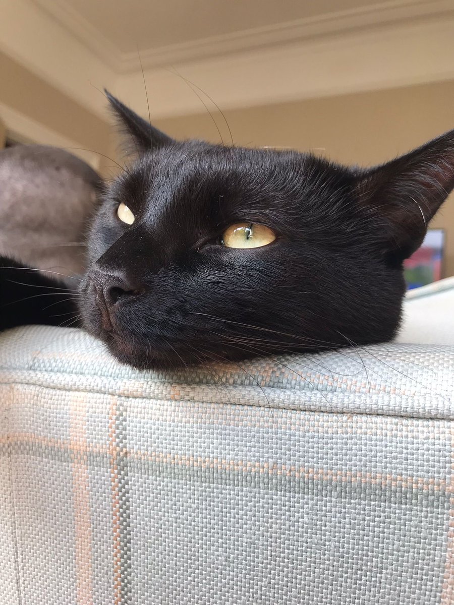 My beautiful Vincent