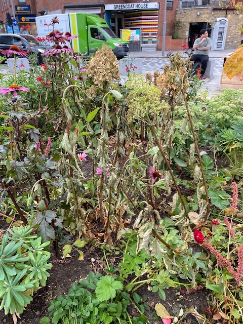 Peter Hart tweet media