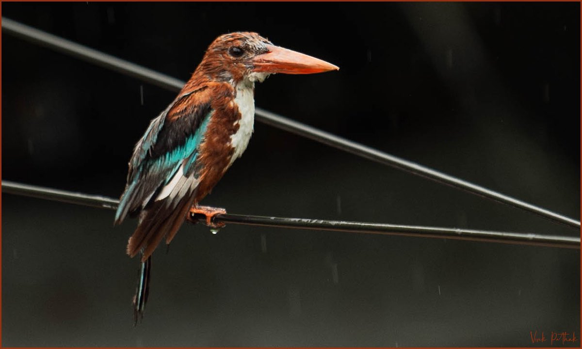 pafcoms's tweet photo. #Drenched White-throated #Kingfisher
#RainyDay #Rain #DelhiRain
#NikonPhotography by #VivekPathak
#NikonD750 Nikkor 70-200 1:2.8mmE FL ED
#ILoveNikon
@nikonindiaofficial
@nikonphotocontest
#NaturePhotography #nikonphoto #nikonlife #nikon #nikonphotographers https://t.co/yj4ST5Jgpx