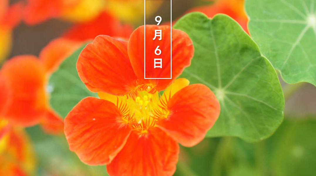 暦生活 こよみせいかつ ナスタチウム 花の日めくり 花言葉 困難に打ち勝つ ノウゼンハレン科の一年草で 南米原産 夏から秋にかけて オレンジや黄色など暖色系の花をつけます 花や若葉はクレソンに似た辛味があり食用にできます 和名は 暦生活 こよみせいかつ ナスタチウム 花の日めくり 花言葉 困難に打ち勝つ ノウゼンハレン科の一年草で 南米原産 夏から秋にかけて オレンジや黄色など暖色系の花をつけます 花や若葉はクレソンに似た辛味があり食用にできます 和名は