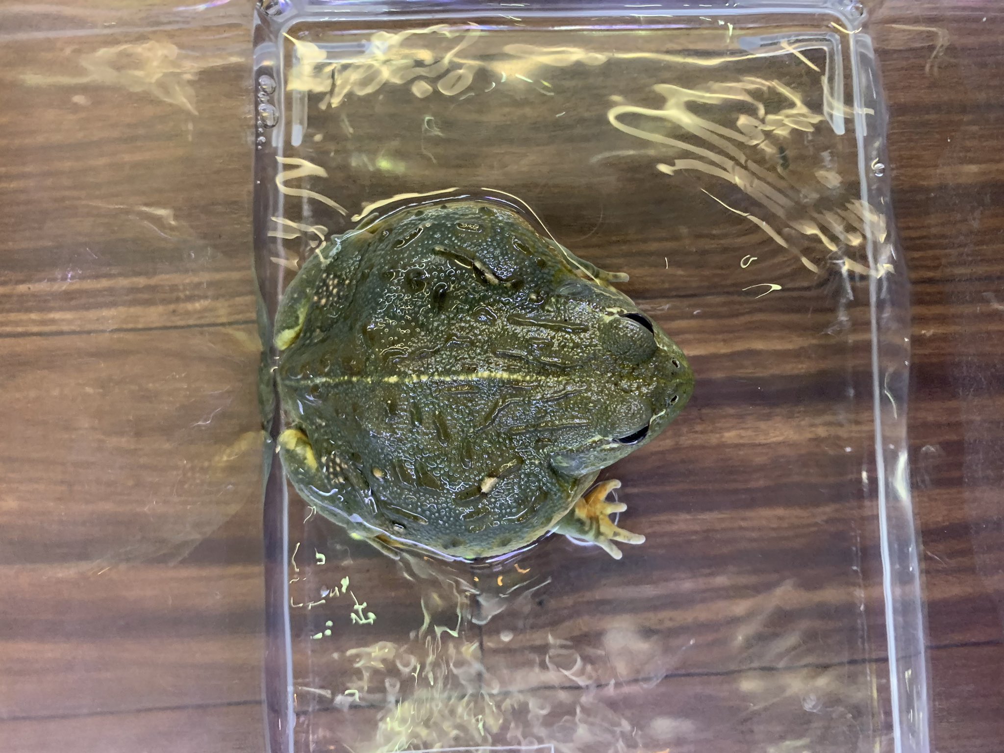 特大アフリカウシガエル 爆食 Onaparaguay Com