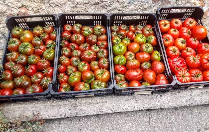 julianccff's tweet photo. Tomaaaaaaateeeessss
#avoadeOsedo
#negrodesantiago
#tomates
#colleitadehoxe
#Galiciamola
#galiciacalidade
#monferobonito
#oruralexiste
#oruralmola
#rurallife https://t.co/BsiJyESS2x