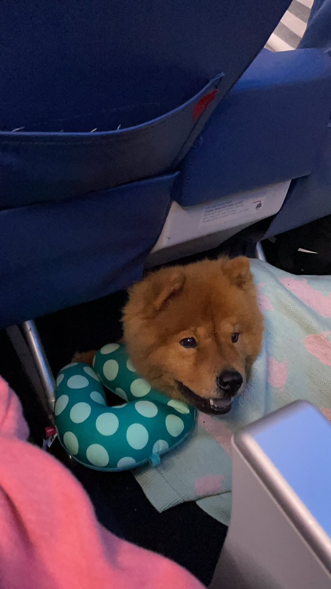 Update: saw my boss 😅, but traveling with this angel baby so it’s ok 🙃