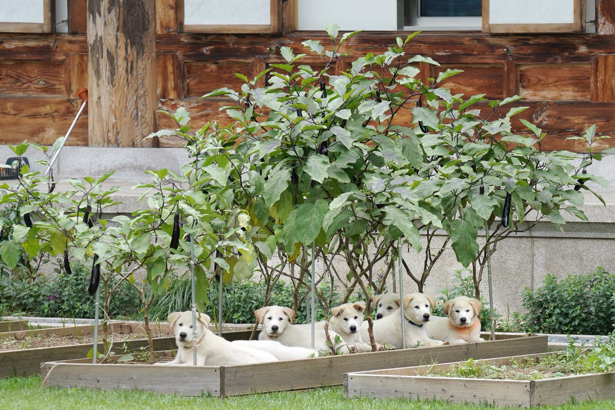 가장 귀엽고 활발할 때입니다. 
이번에도 희망하는 지자체들이 있다면 
두 마리씩 분양하겠습니다.