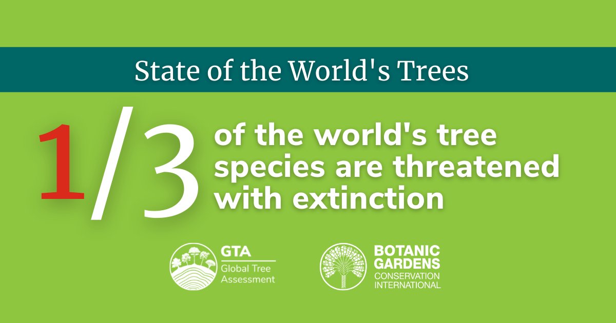 Our State of the World's Trees report is out! 1 in 3 trees are threatened with extinction #StateOfTrees <a href="/bgci/">Botanic Gardens Conservation International</a> bgci.org/our-work/proje…