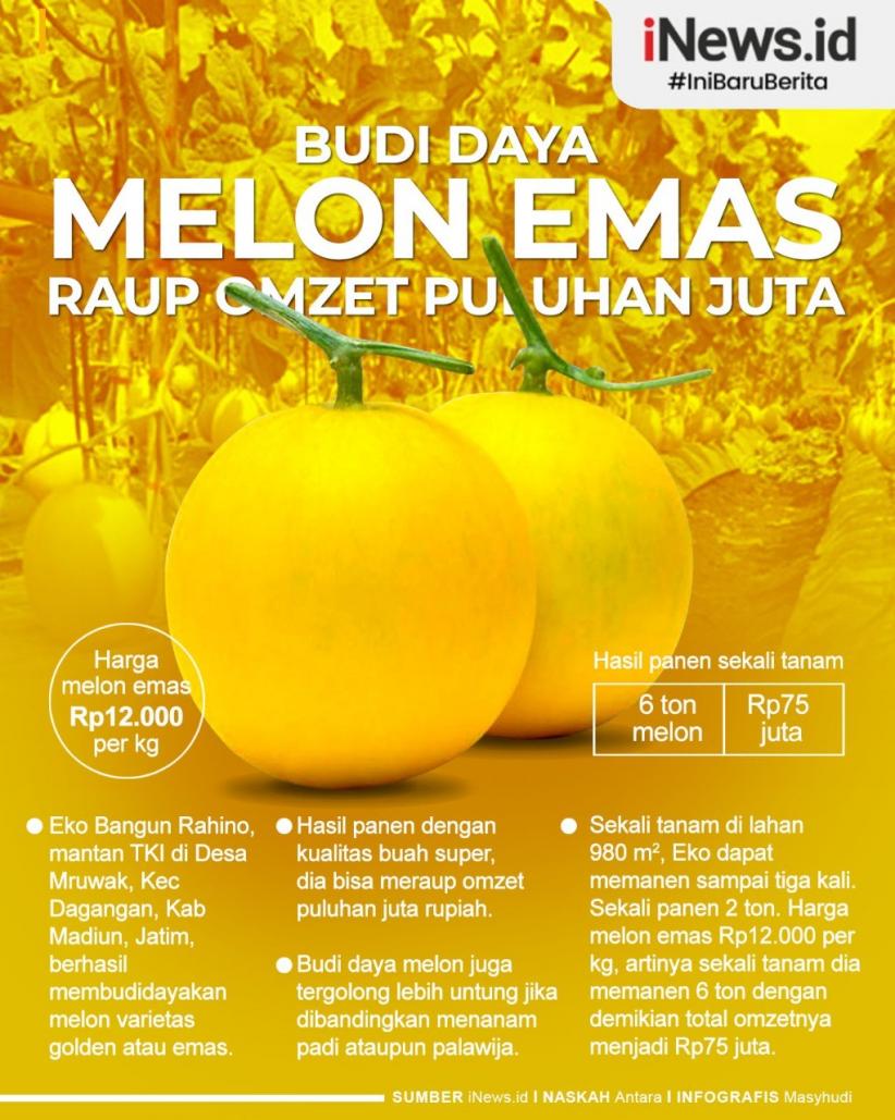 SeputariNews's tweet photo. Harga melon emas dijual Rp12.000 per kilogram di pasaran. Dengan demkian, dalam satu kali tanam, memperoleh hasil panen hingga 6 ton lebih dengan total omzet sekitar Rp75 juta.
#iNews #Infografis #iNewsid #IniBaruBerita #Buah #Melon #MelonEmas #Petani #GoldenMelon #Madiun https://t.co/i1ANHHvREC