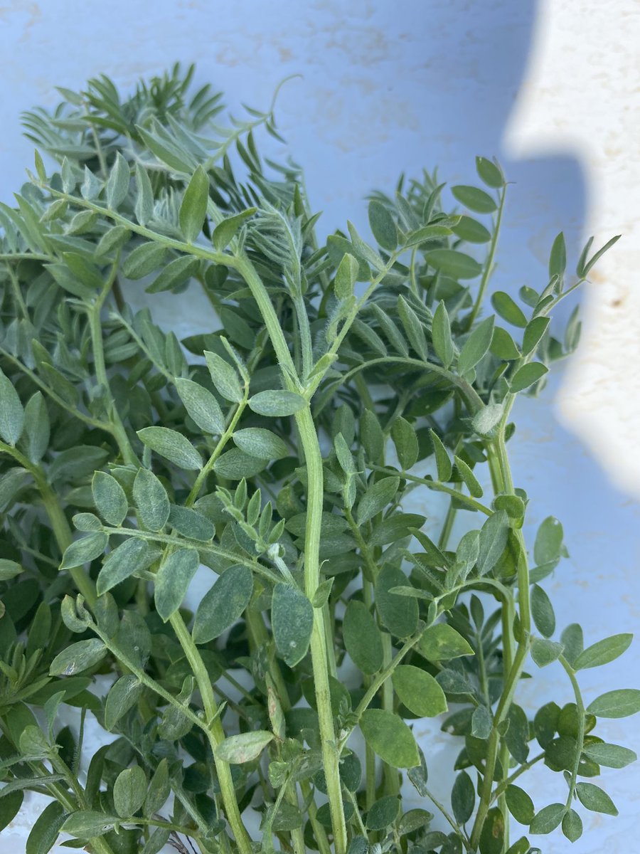 Some substantial varietal differences in Lentils on the Kalkee Plains after last weeks frosts. Hurricanes vs Bolts <a href="/zordsinhorsh/">Nick Zordan</a> <a href="/JasonBrand/">SouthernPulse</a>