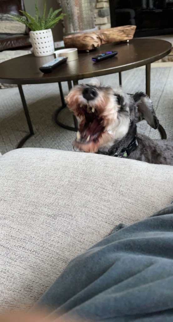 renderbow's tweet image. dog reveal 😮‍💨🥰