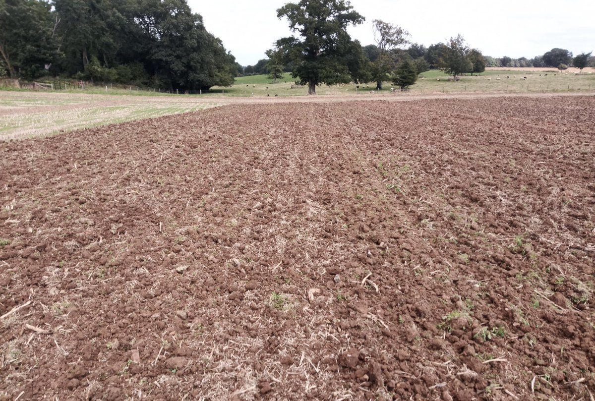 SamagriLtd's tweet photo. The Kockerling Trio is the perfect machine to work 5/6 inches to take out any compaction. We will now leave the soil to get a weed and seed chit, spray off and then drill directly into in the coming weeks. 

#kockerling #kockerlingtrio https://t.co/fzmBkzdY3Z