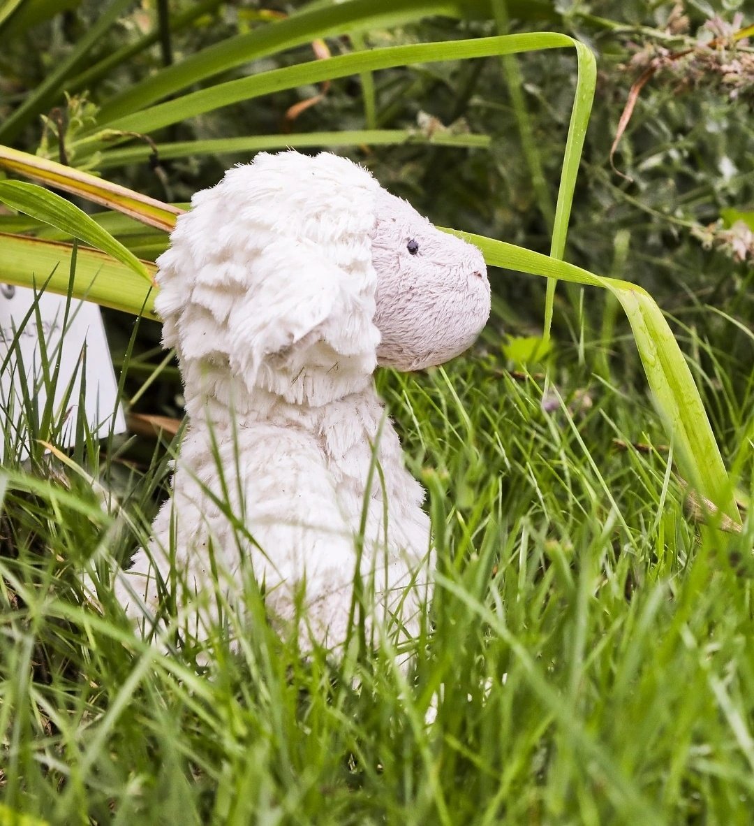 De Lariks Hardenberg tweet media