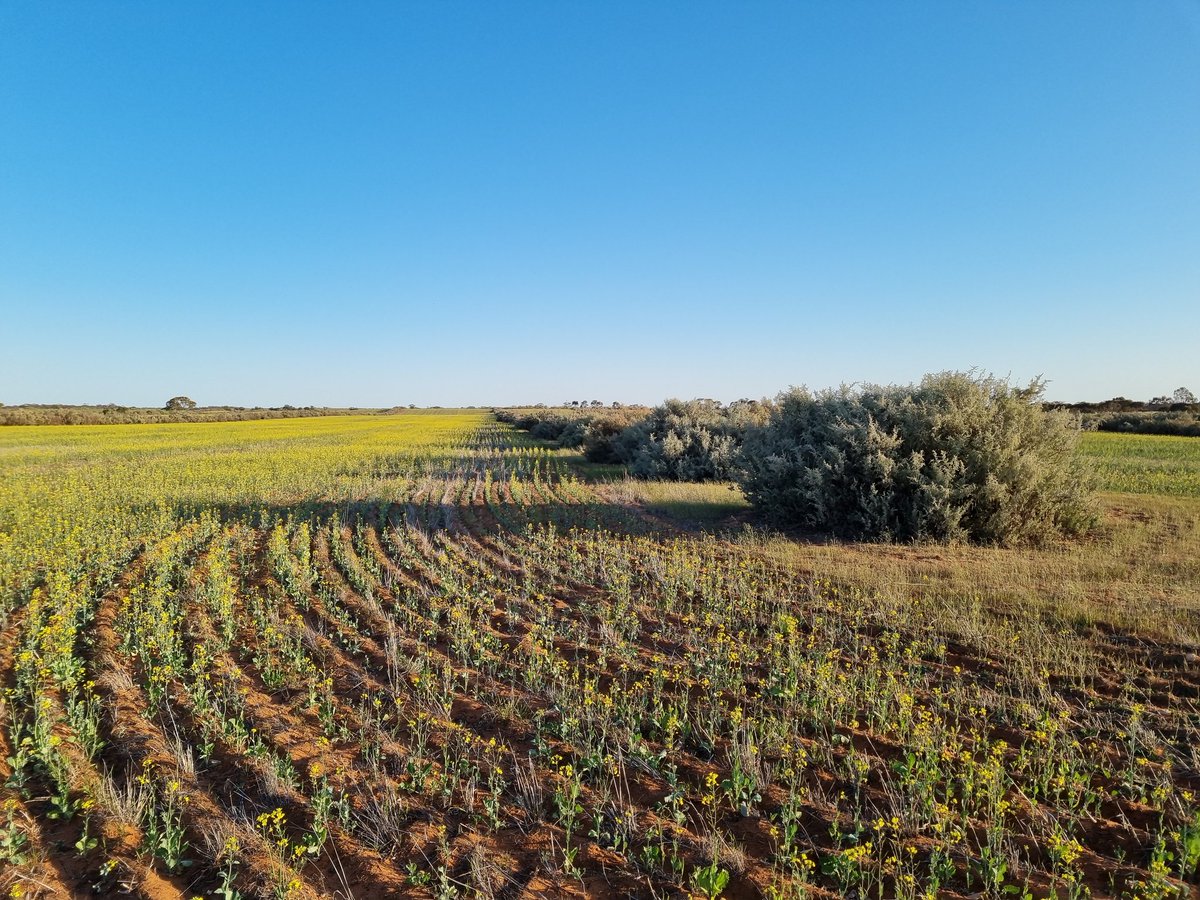 Greenpatch Ag tweet media