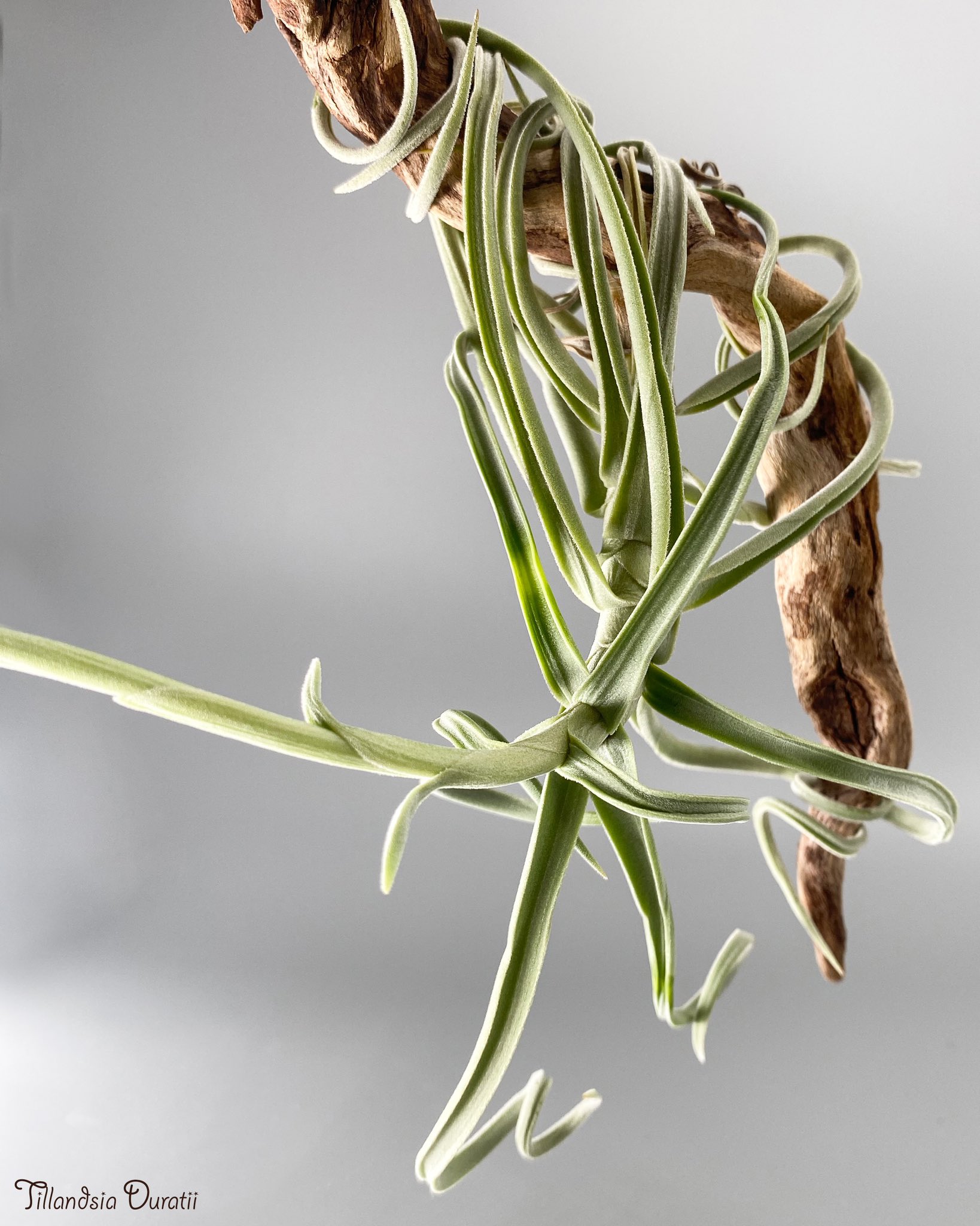 【現品】ティランジア・ドゥラティ（チランジア・ドラティ）２H番 観葉植物：チランジア エアープランツ ドラティ 現品*ドゥラティ エア