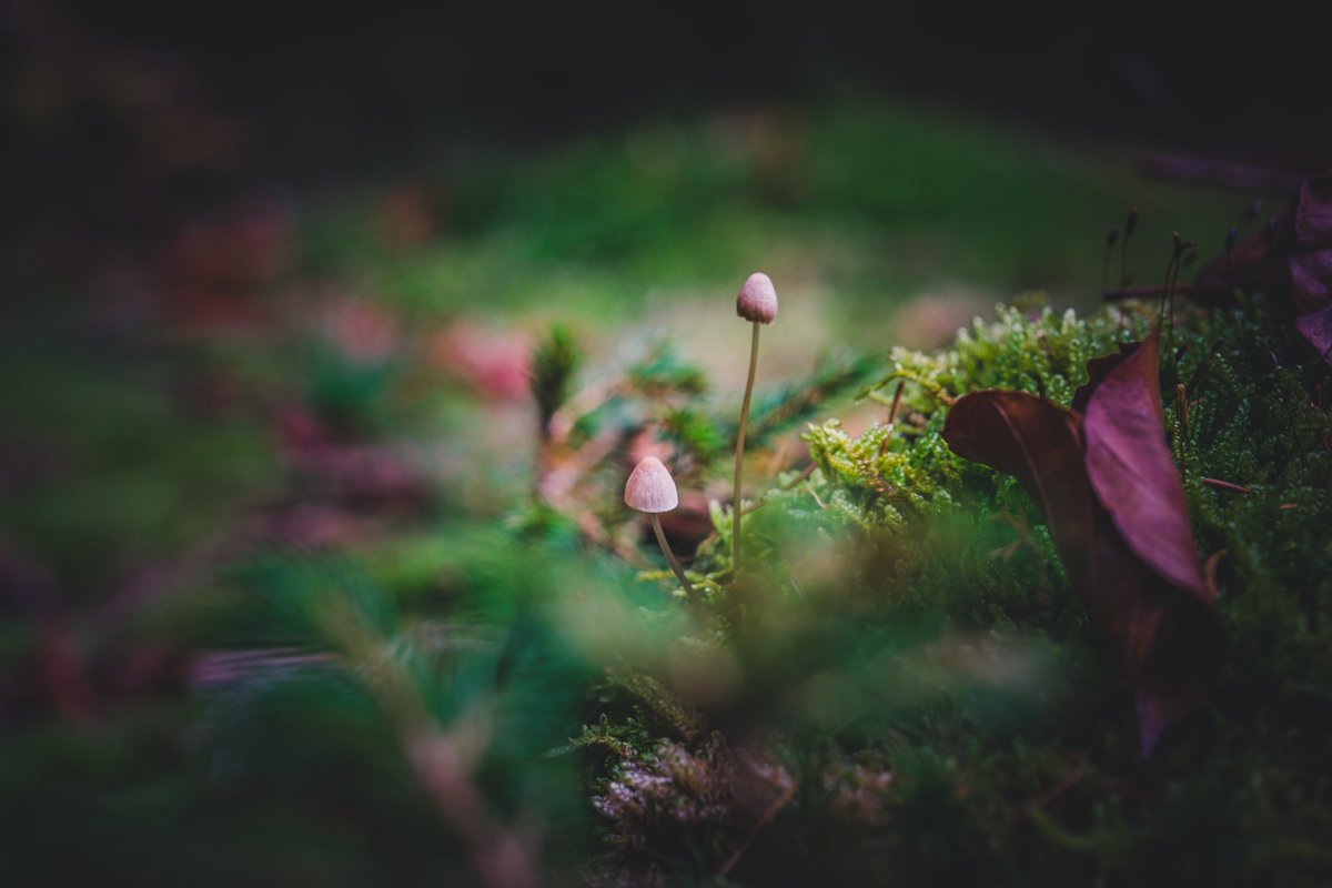 1st YOUNG SOIL RESEARCHERS FORUM (21 Oct 2021, free, online)

PhD students &amp; early career scientists as speakers!

Call for abstract open till 15 Sept - instructions: ec.europa.eu/jrc/en/euso/eu…

If you want to have your say for soil policy development, this is for you!