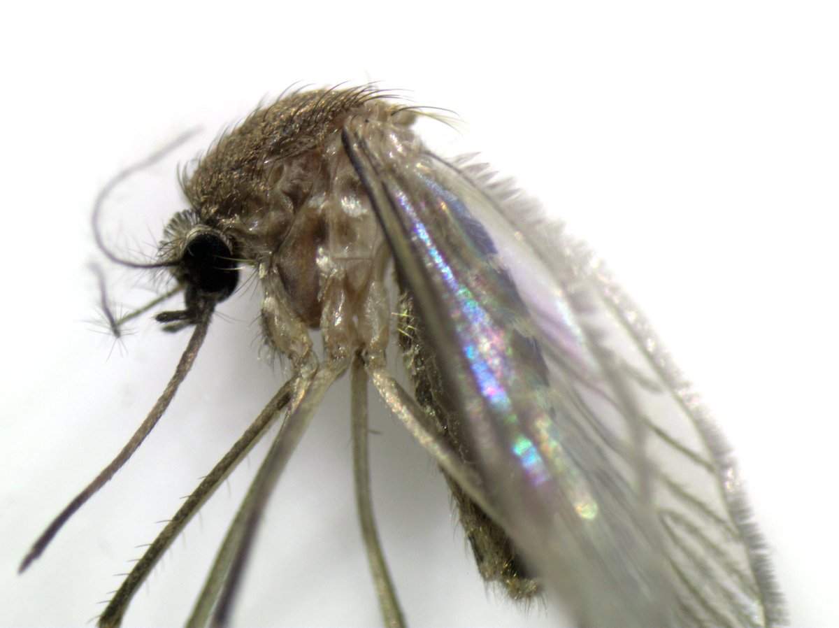 mosquito_web's tweet photo. Nova submissão ao MosquitoWeb, capturada no Concelho de Gondomar, Fânzeres, no final de Agosto. Mais uma fêmea de mosquito da espécie Culex pipiens. https://t.co/fftRqAHdpF #mosquito #mosquitoweb https://t.co/8nhQdv28Z5