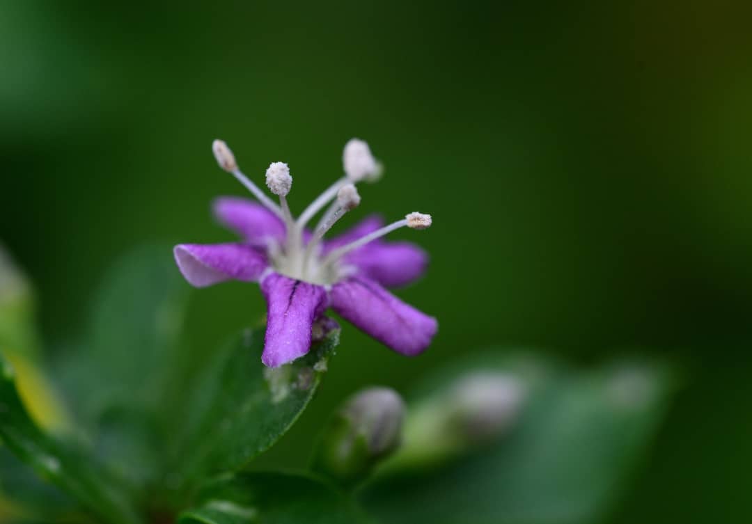 内田 平孝 忘れかけ 返り見すれば 枸杞の花 枸杞の花は何時咲くのだったかなとふと気になって見ると もう既に咲いていた 気が付けば 今日は９月となり 忘れてはいけない防災の日である 夏の暑さに喘いでいたのに 今はもう秋 なのだ 花言葉 お互いに