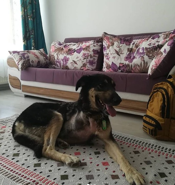 ANKARA-ENGELLİ KIZIMIZ İÇİN ÇOK ACİL KALICI YUVA
Karam'ın osteosarkom adı verilen bir kansere yakalandığı için ön bacağı ampüte edilmişti. Ameliyat sonrası geçici yuvaya yerleştirilmişti fakat Eylül ayında süresi doluyor. Ona çok acil kalıcı bir yuva arıyoruz. 
<a href="/gazininpatileri/">Gazi'nin Patileri</a>