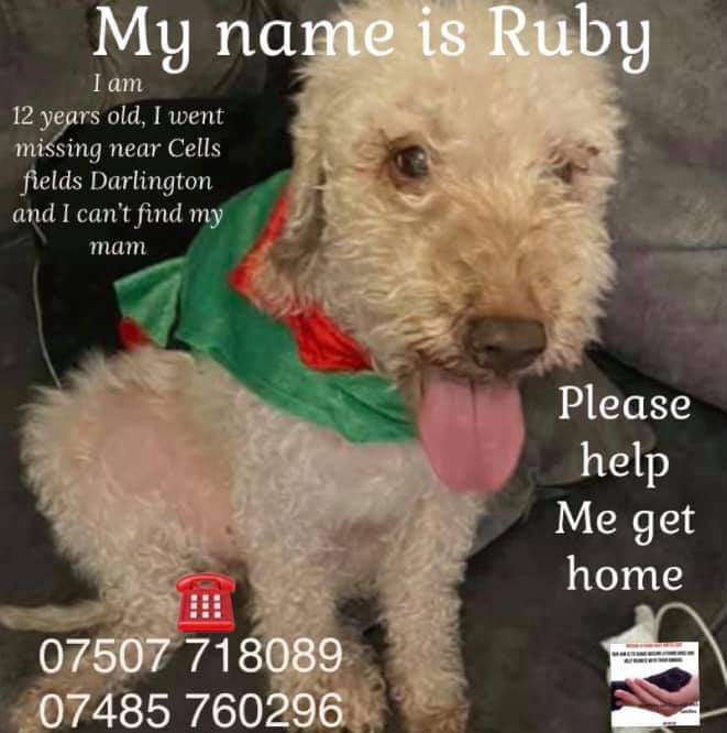 #Missing: Ruby 
#Spayed/#Chipped cream #BedlingtonTerrier
Age: 12 year 
#Lost: 23/08/21
Area: #ParkCrescent near #CellFields #Darlington #CoDurham #DL1 
Please if anyone has any information please call 07507-718089 or 07485-760296
facebook.com/groups/8559746…