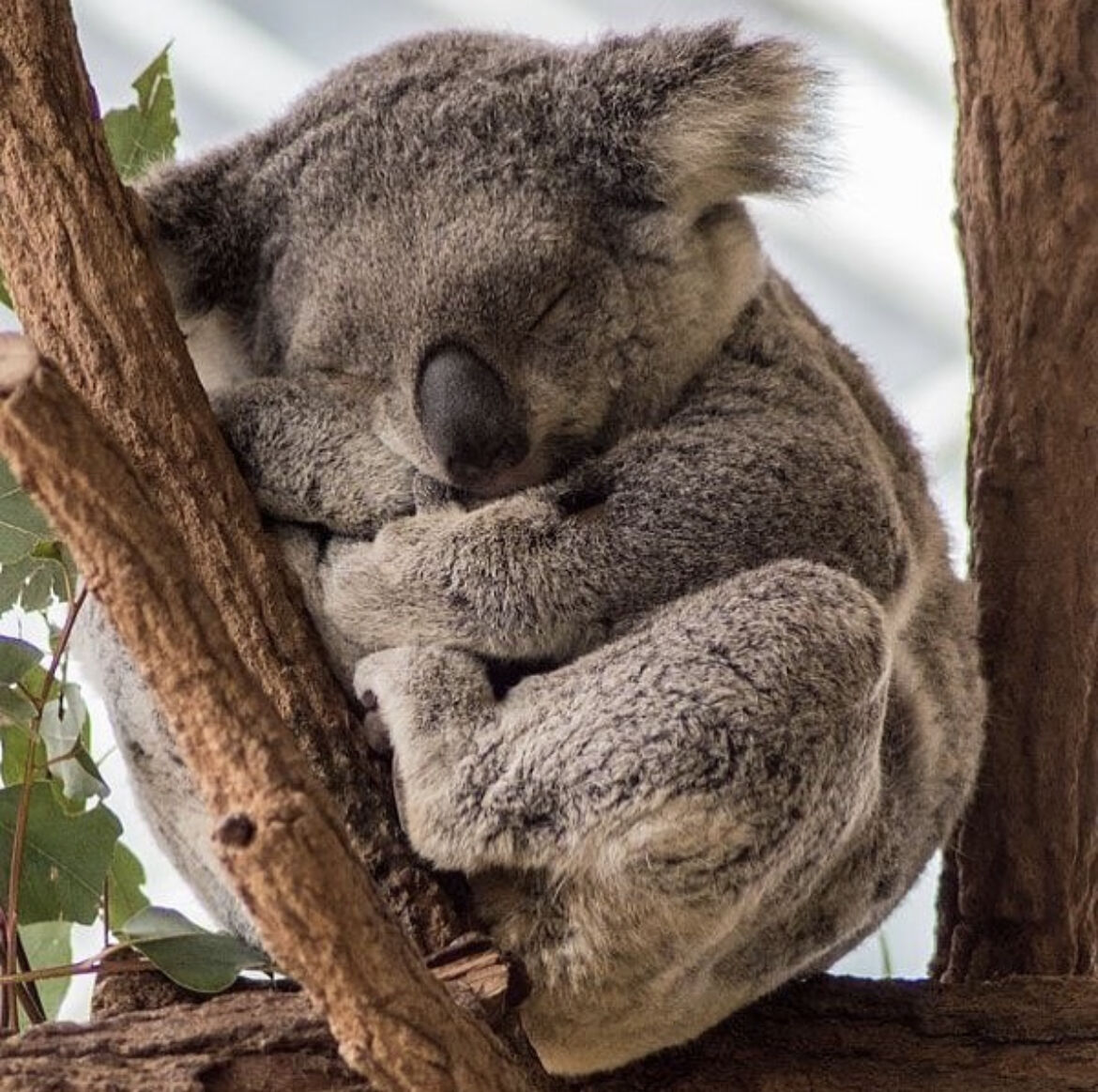 #Koala