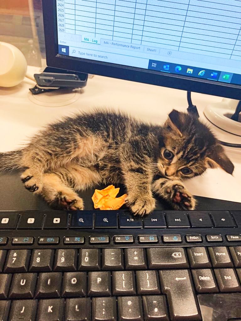 A purrfect tale... Lost kitten finds a home after long distance train journey

Birmingham New Street staff rescue abandoned cat
transportxtra.com/publications/l…