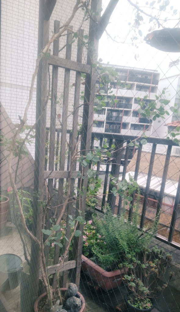 かっちゃん على تويتر 完全に枯れて葉が落ちたユーカリから 新しい細かい葉っぱと枯れた幹の下から脱皮するように若い幹が確認出来たのが約一ヶ月前 ユーカリは根や幹さえ状態がよければ復活出来るらしいけど 復活後の成長の早さには驚くし 何より生きてくれて