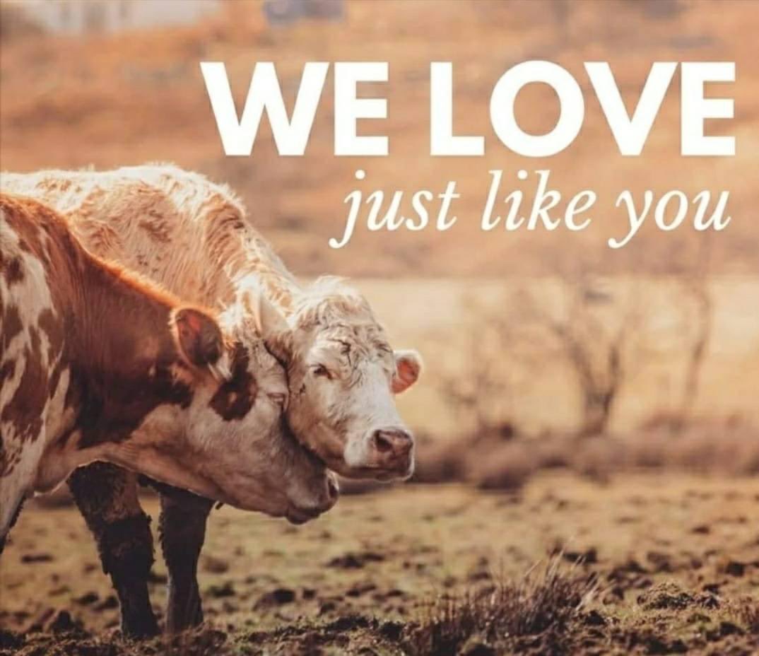 PieterseMarc's tweet photo. WE LOVE Just Like You & WE WANT TO LIVE Just Like You🥺WILL YOU HELP US LIVE Free From Harm?💚
#ProtectThemAll #NotYourFood #EndFactoryFarming #LiveVegan
#Bewise💚#BeVegan🌱 https://t.co/S3sTxsrIxd