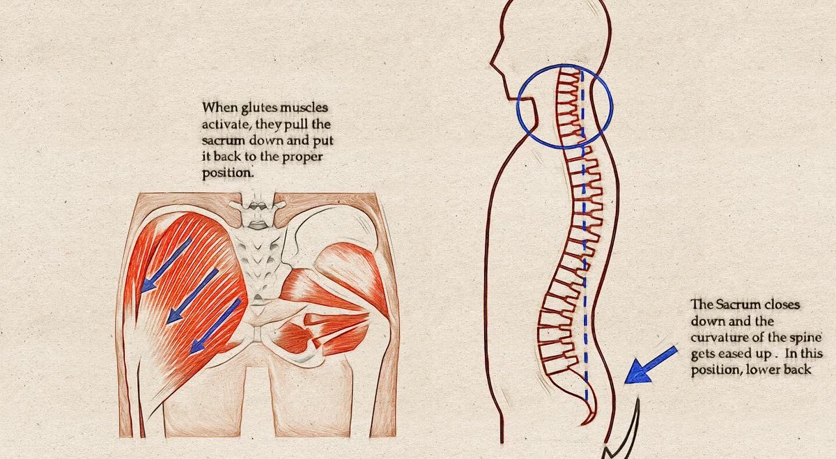 YourKampo's tweet photo. The most important aspect of correcting the posture is the angle of the sacrum.

#lowerbackpain #exercise
#acupressure #acupuncture #naturalhealth #naturalremedies #quickremedies #healthylifestyle #quickremedy #healthylifestyles #chineseherbs #chinesemedicine #properposture #pain https://t.co/4tjsRG1NX4