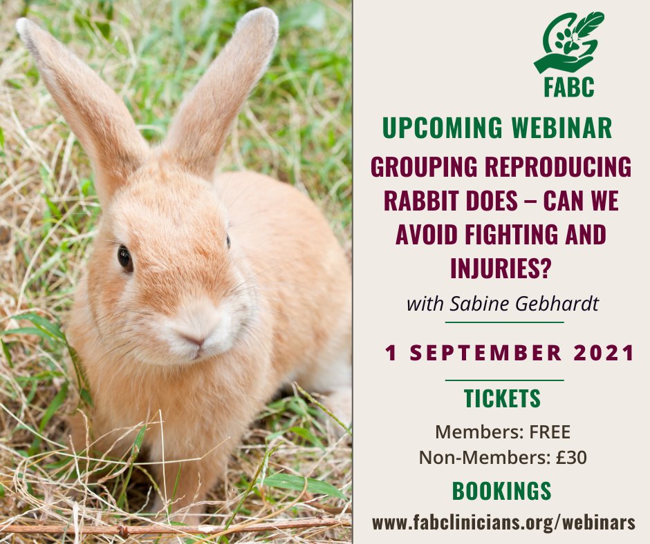FABClinicians's tweet image. Tonight! 

A really important topic for our rabbit owners or rabbit clinicians! 🐰

Book on at bit.ly/3on0dga 

#FABClinicians #rabbitwelfare #rabbitbehaviour