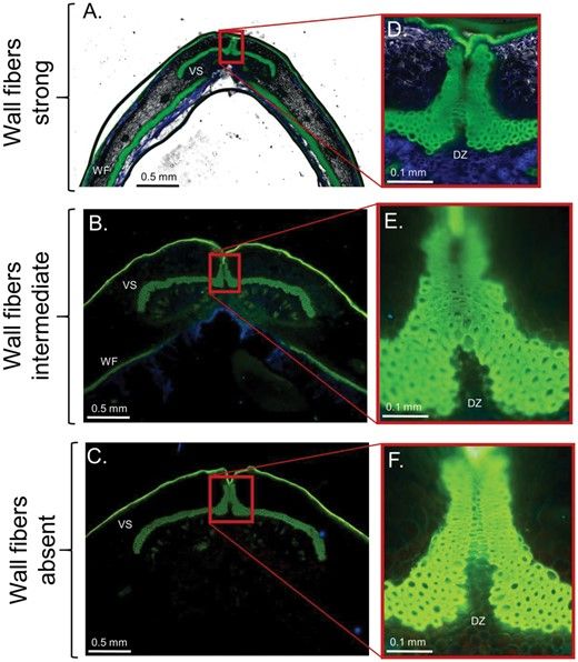 JXBot's tweet photo. Genetic, anatomical & environmental patterns related to pod shattering resistance in domesticated #cowpea https://t.co/O9bMT4XoTu @losouma @TravisParker91 María Muñoz-Amatriaín @JorgeCBerny @JudyJernstedt @TimothyJClose @GeptsPaul
#plantcellwall #podshattering https://t.co/jqnYN6p1Tb