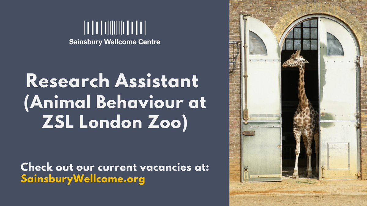 SWC (@swc_neuro) on Twitter photo Spread the word! The <a href="/trabranco/">Tiago Branco</a> and Margrie labs are looking for a Research Assistant to help design, set up and deliver world class behavioural data obtained from a range of species at the <a href="/zsllondonzoo/">London Zoo</a>. Learn more and apply by 12 Sept: sainsburywellcome.org/web/content/cu… Spread the word! The <a href="/trabranco/">Tiago Branco</a> and Margrie labs are looking for a Research Assistant to help design, set up and deliver world class behavioural data obtained from a range of species at the <a href="/zsllondonzoo/">London Zoo</a>. Learn more and apply by 12 Sept: sainsburywellcome.org/web/content/cu…
