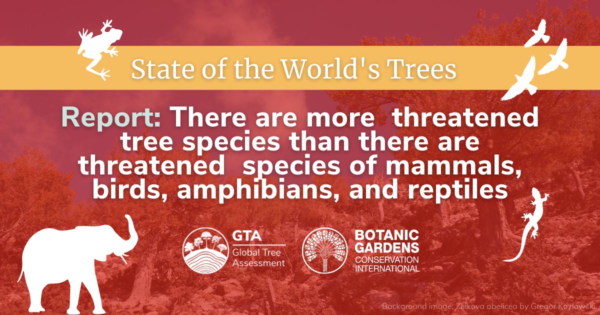 bgci's tweet image. The number of threatened species of mammals, birds, amphibians, and reptiles on Earth is about half the number of threatened trees — alone!

Learn what we can do: bgci.org/stateoftrees

#StateOfTrees #WeNeedTrees #RightTreeRightPlace