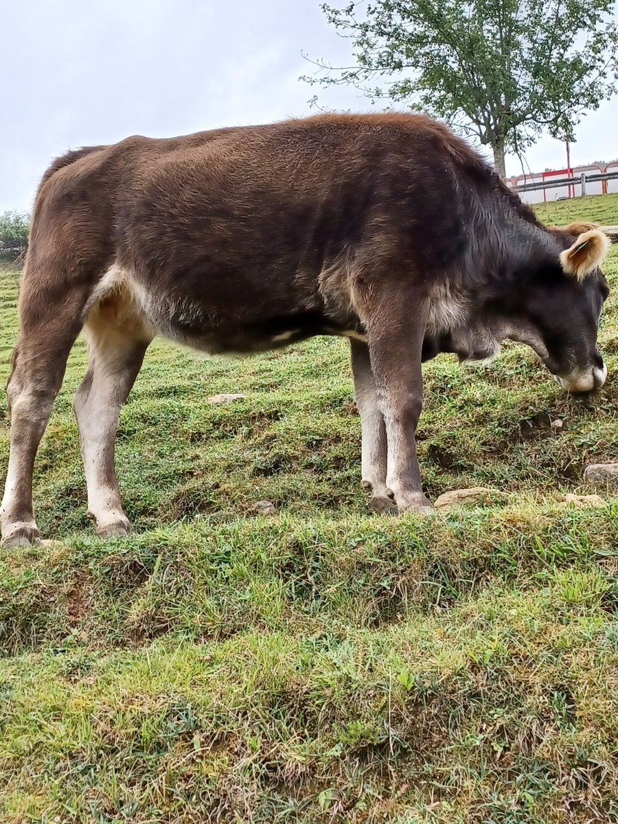 Margarita de Covadonga