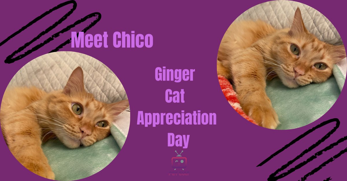 PetCultMedia's tweet photo. Happy Ginger Cat Appreciation Day! This is Chico, an 8-year-old Maincoon.
#petcultmedia #petholidays #gingercat #maincoon https://t.co/l9R7j3tjOt
