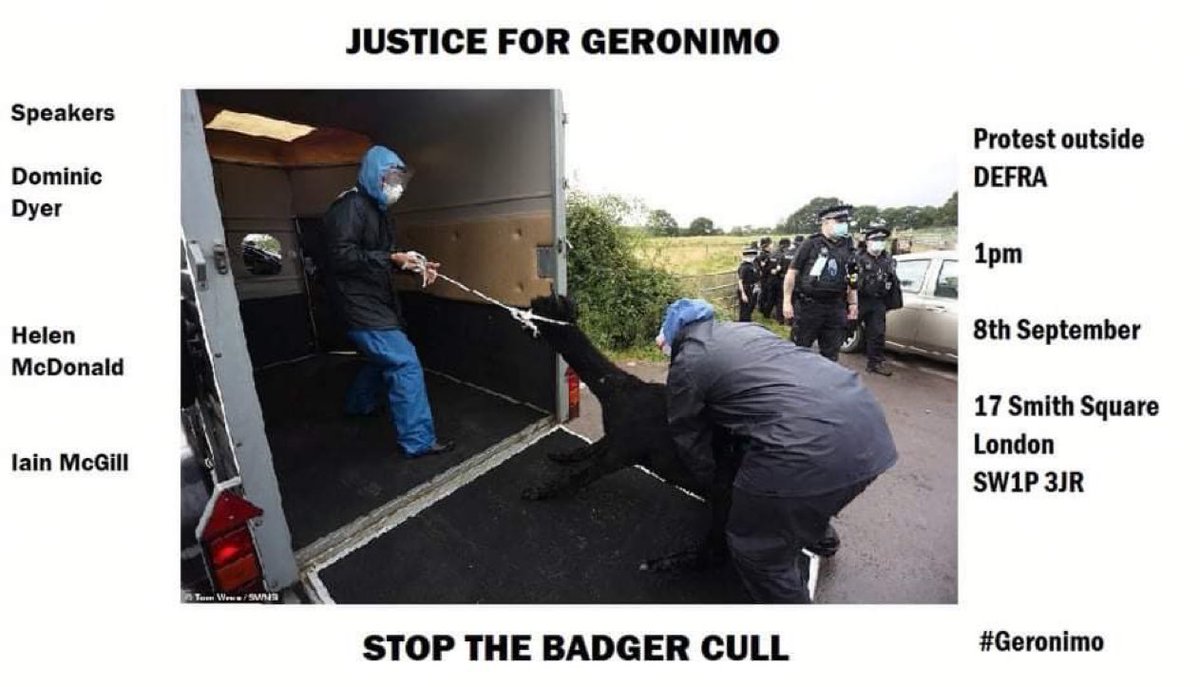 Justice for Geronimo & Stop Badger Cull protest Defra HQ 17 Smith Square London Wed 8 Sept 1pm speakers Dominic Dyer, Helen McDonald & Iain McGill please join us @IainTime @alpacapower @emeliobedelio @PeterEgan6 @BadgerCrowd @DerbyshireBEVS @OxonBadgers @SaveGeronimo #rdguk