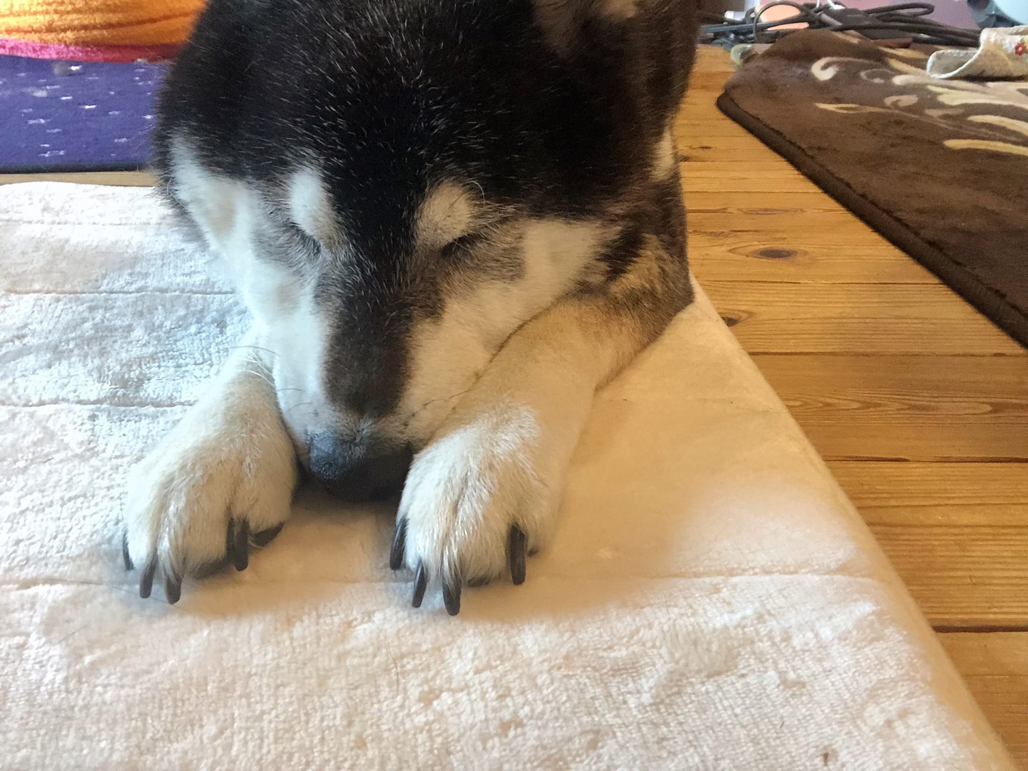 しば めぐみ 品川 Ml 9 Twitter