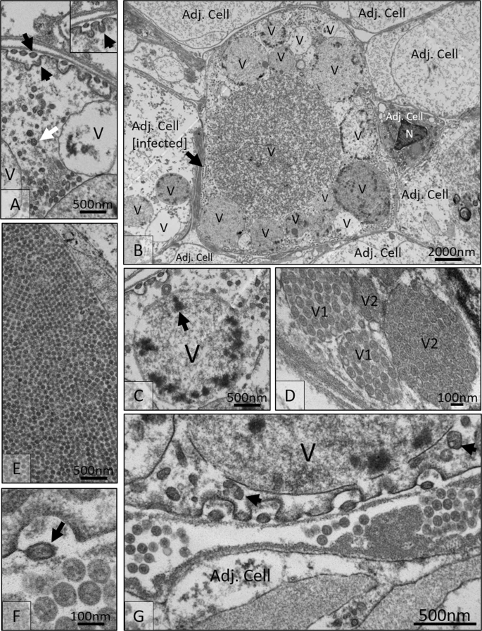 Jamiebojko's tweet image. Ready for the 2021 taxonomic update for the Negarnaviricota?!? 

Hundreds of recently discovered #RNAviruses have been formalised, inlcuding a Carcinus maneas (shore crab) bunyavirus that we discovered from the #FaroeIslands🦀

nature.com/articles/s4159…

link.springer.com/article/10.100…
