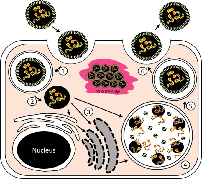 Jamiebojko's tweet image. Ready for the 2021 taxonomic update for the Negarnaviricota?!? 

Hundreds of recently discovered #RNAviruses have been formalised, inlcuding a Carcinus maneas (shore crab) bunyavirus that we discovered from the #FaroeIslands🦀

nature.com/articles/s4159…

link.springer.com/article/10.100…