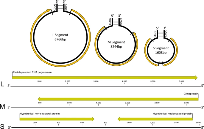 Jamiebojko's tweet image. Ready for the 2021 taxonomic update for the Negarnaviricota?!? 

Hundreds of recently discovered #RNAviruses have been formalised, inlcuding a Carcinus maneas (shore crab) bunyavirus that we discovered from the #FaroeIslands🦀

nature.com/articles/s4159…

link.springer.com/article/10.100…