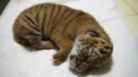 Endangered Bengal tiger cub born at Nicaragua zoo