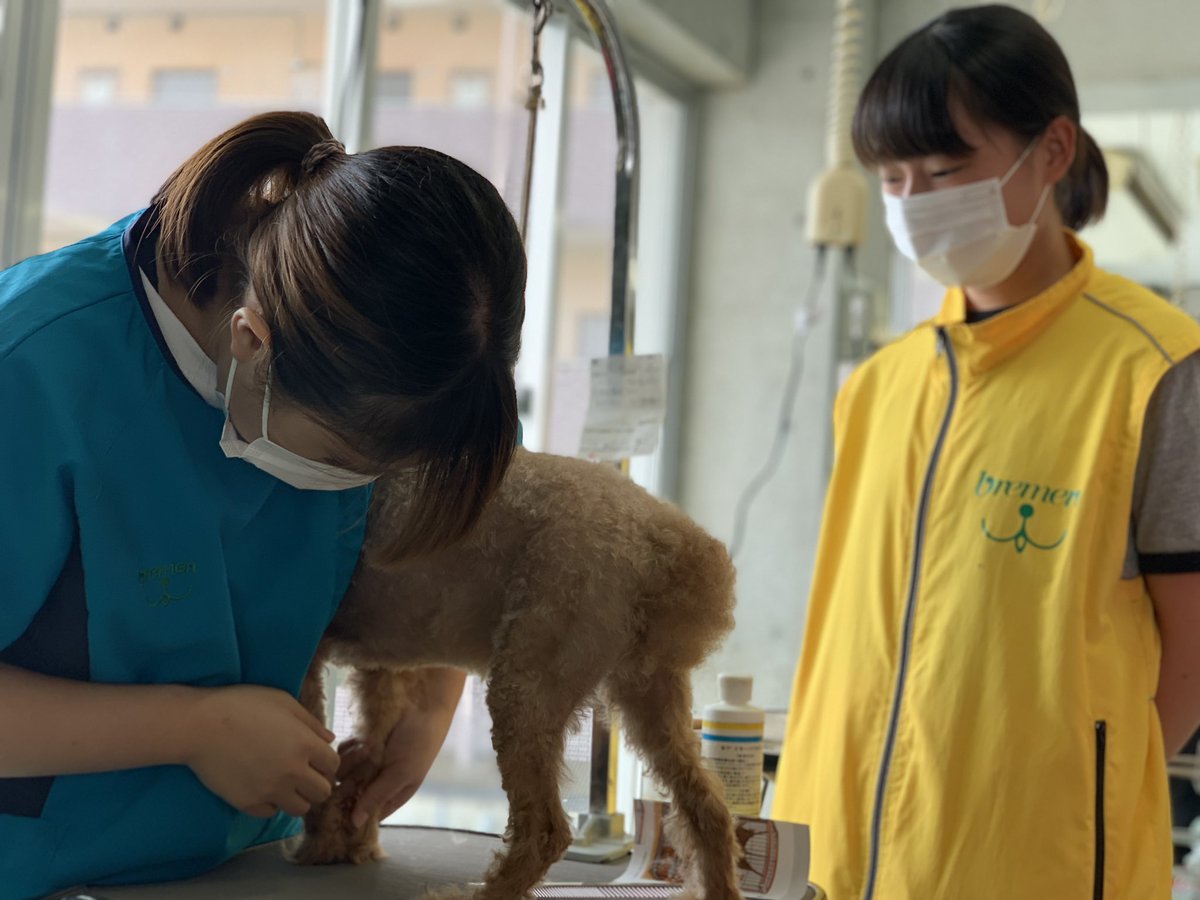 ブレーメン動物専門学校 Bremen School Twitter ブレーメン動物専門学校 Bremen School Twitter
